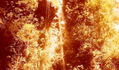 PHOTAUMNALES